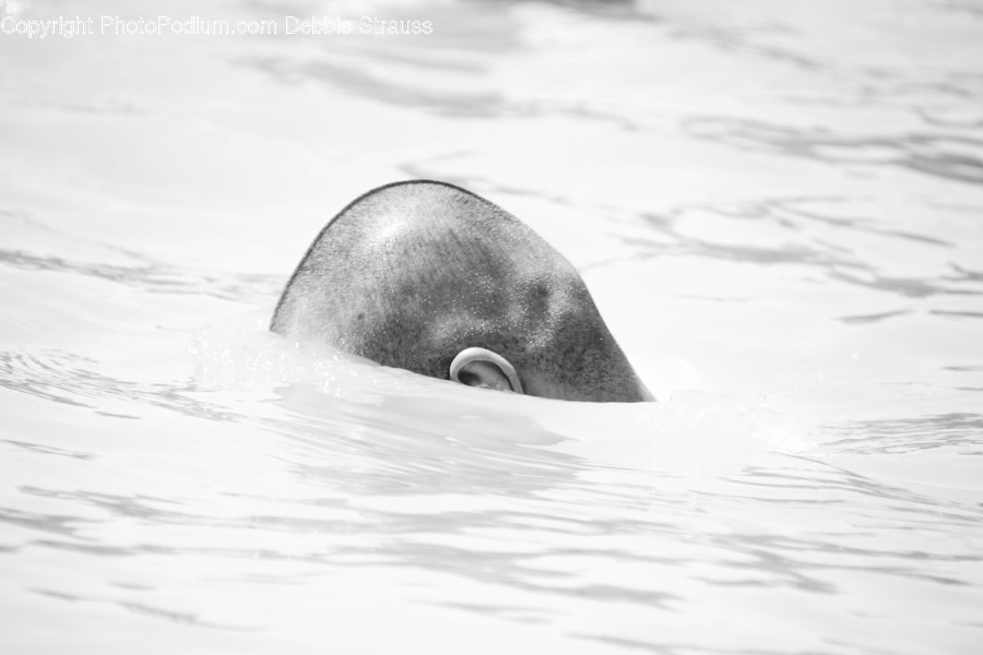 Sea Life, Animal, Bird, Penguin, Mammal
