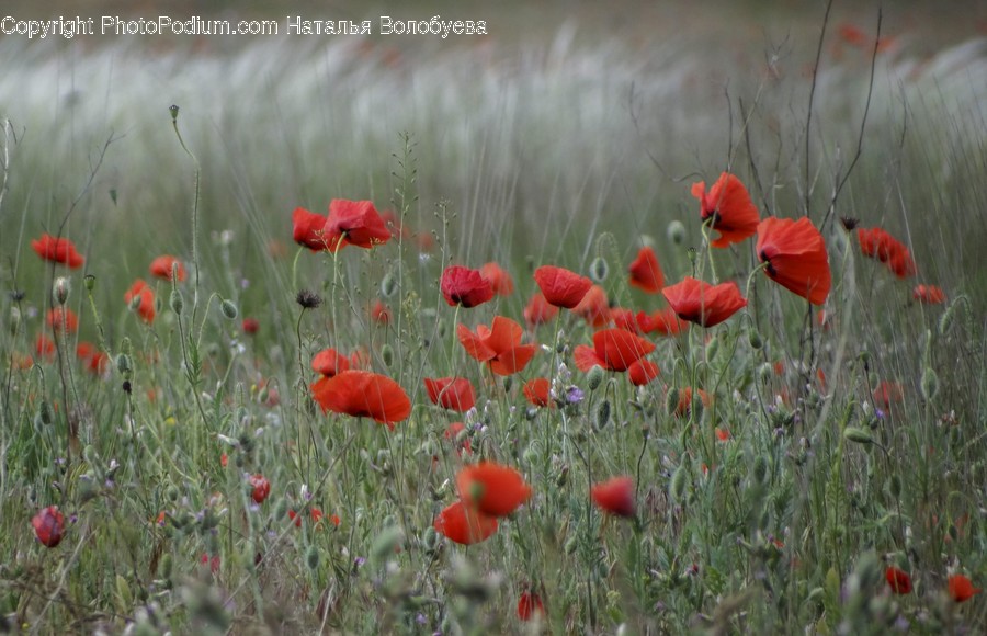 Plant, Flower, Blossom, Poppy, Animal
