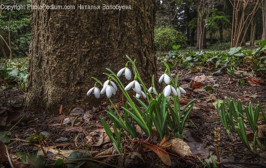 Flower, Amaryllidaceae, Blossom, Plant, Ground