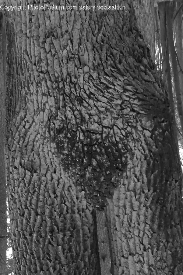 Tree, Plant, Tree Trunk, Rug