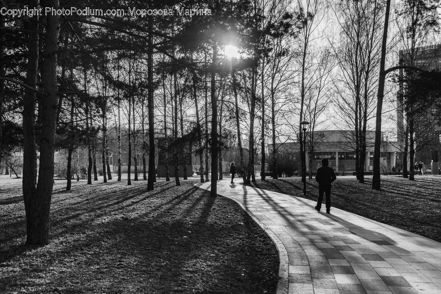 Path, Human, Person, Light, Flare