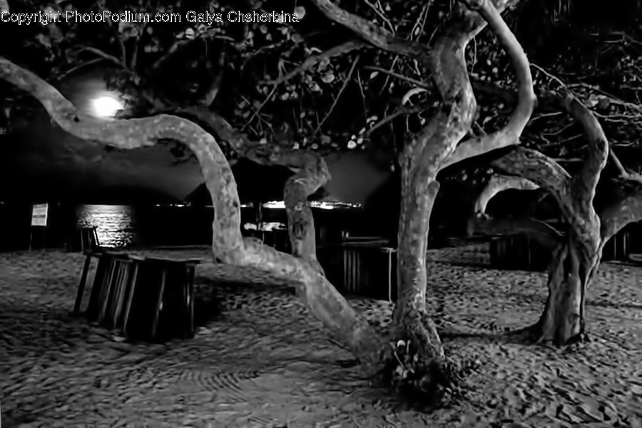 Furniture, Nature, Outdoors, Plant, Tree