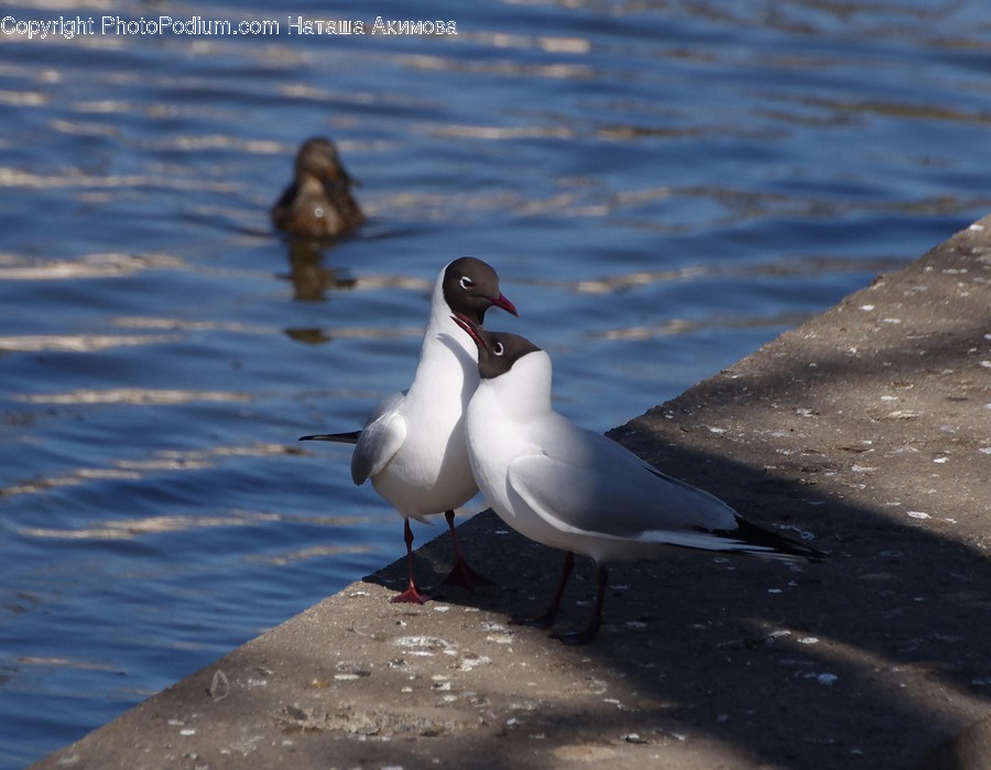 Bird, Animal, Seagull, Water, Beak