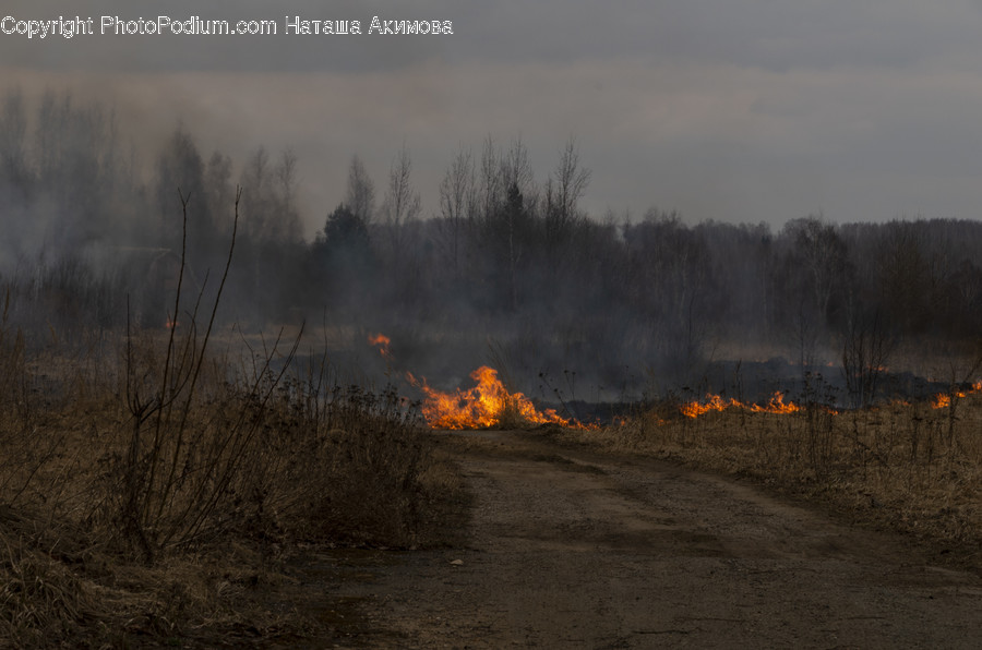 Fire, Forest Fire, Plant, Tree, Fir