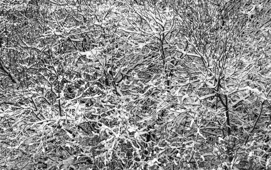 Outdoors, Nature, Ice, Snow, Frost