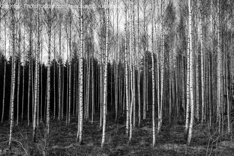 Plant, Tree, Birch, Vegetation, Gate