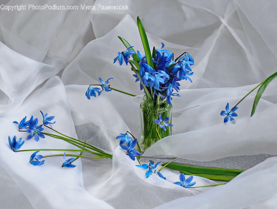 Plant, Flower Bouquet, Flower, Blossom, Flower Arrangement