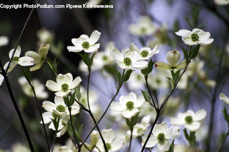 Blossom, Flora, Flower, Plant, Petal, Asteraceae, Daisies
