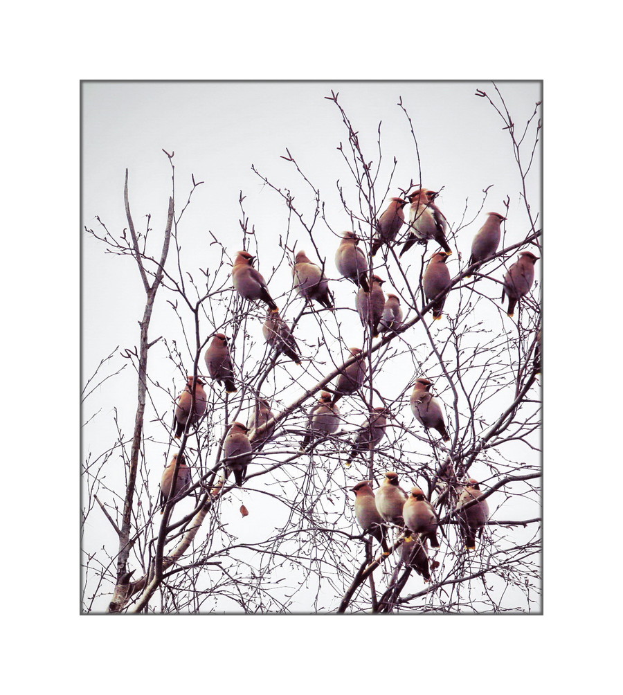Bird, Animal, Art, Painting, Flock