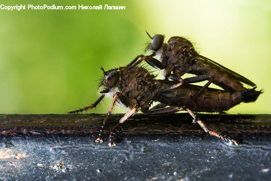 Asilidae, Insect, Cricket Insect, Grasshopper, Invertebrate, Cockroach, Bee