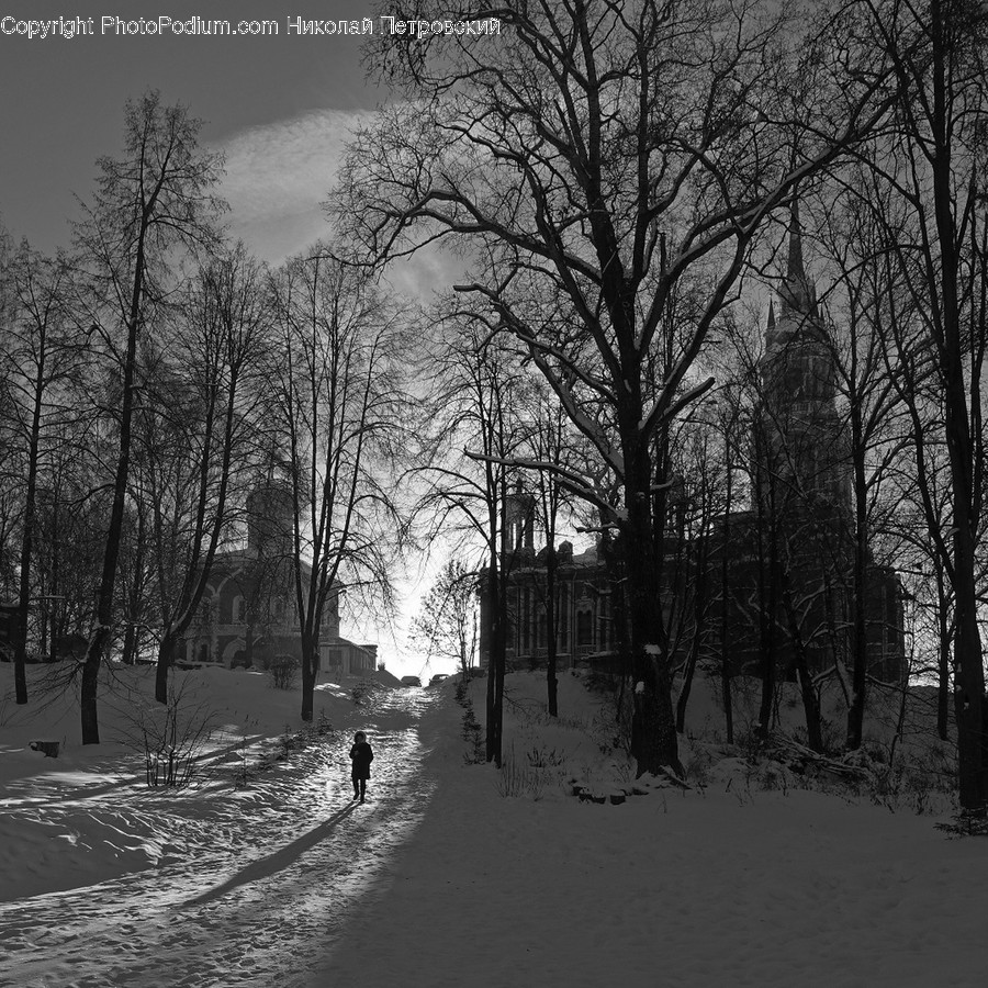Human, Person, Path, Walkway, Tree