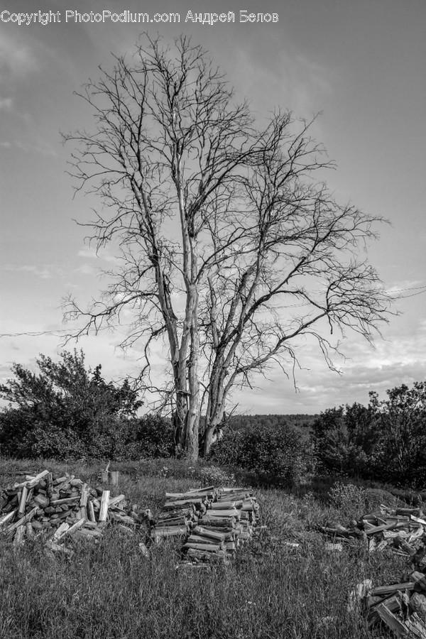 Tree, Plant, Nature, Outdoors, Wood