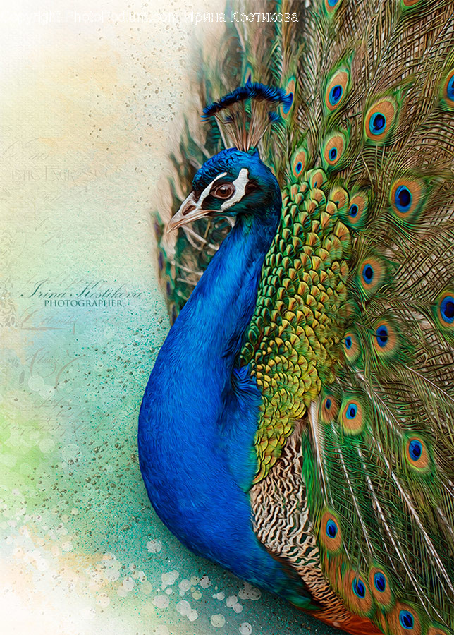 Bird, Animal, Peacock
