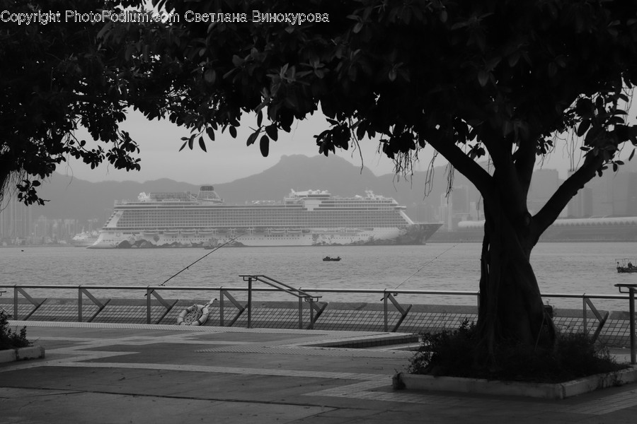Boat, Transportation, Vehicle, Plant, Tree