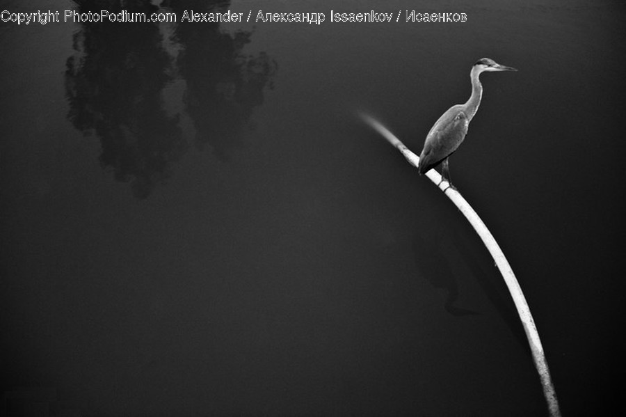 Bird, Waterfowl, Animal, Heron, Ardeidae