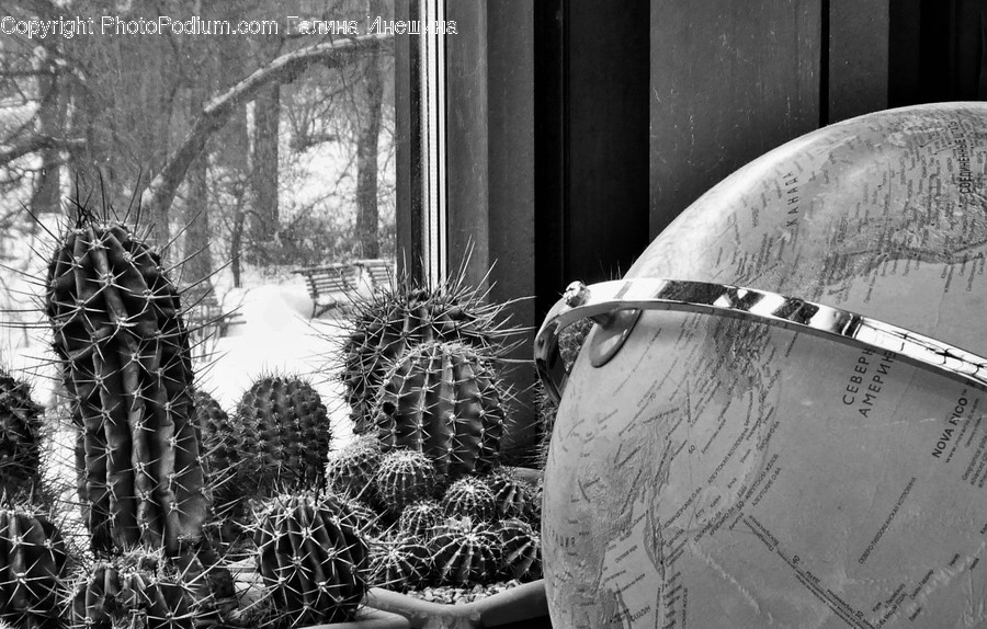 Plant, Musical Instrument, Drum, Percussion, Boat