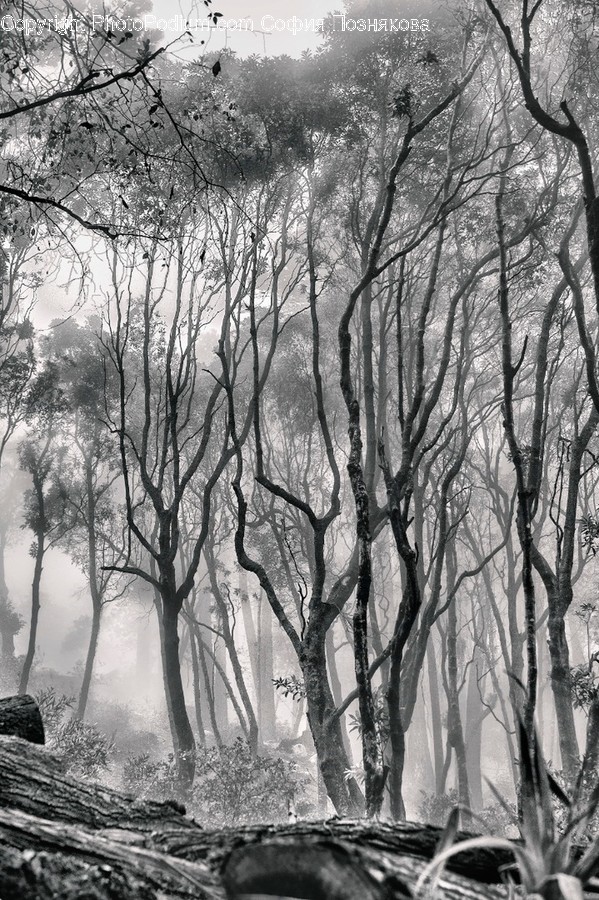 Nature, Plant, Tree, Vegetation, Outdoors