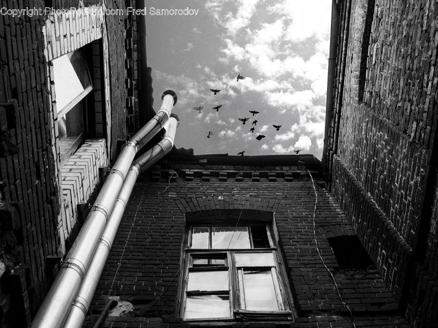 Brick, Building, Bird, Animal, Window