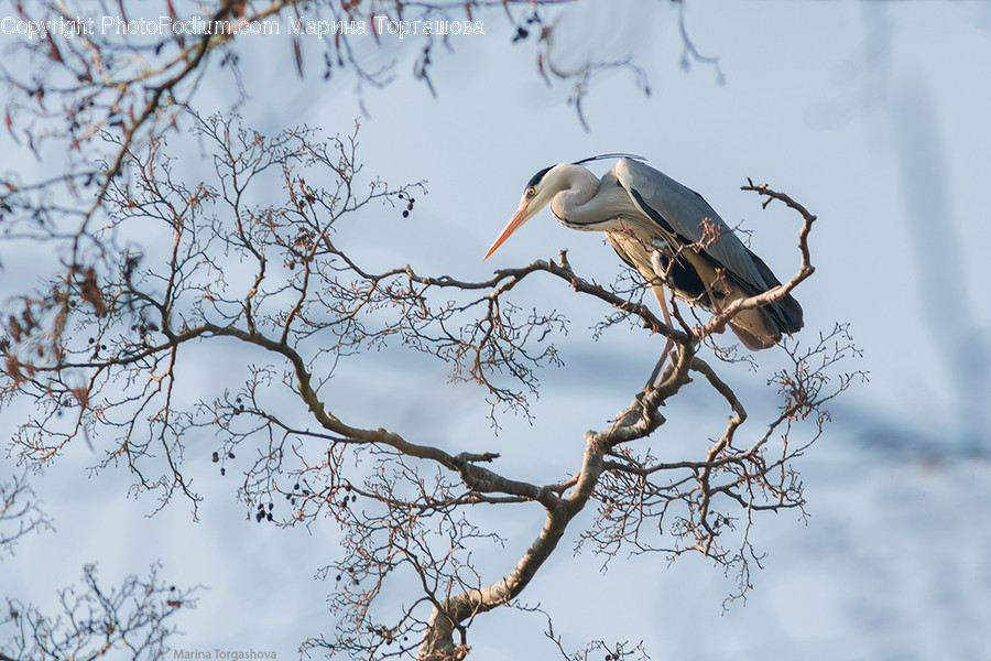 Bird, Animal, Waterfowl, Stork, Heron
