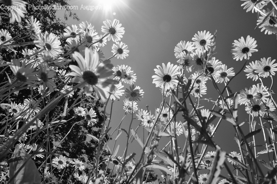 Plant, Daisy, Daisies, Flower, Blossom