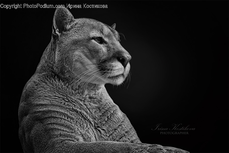 Animal, Wildlife, Pet, Dog, Canine