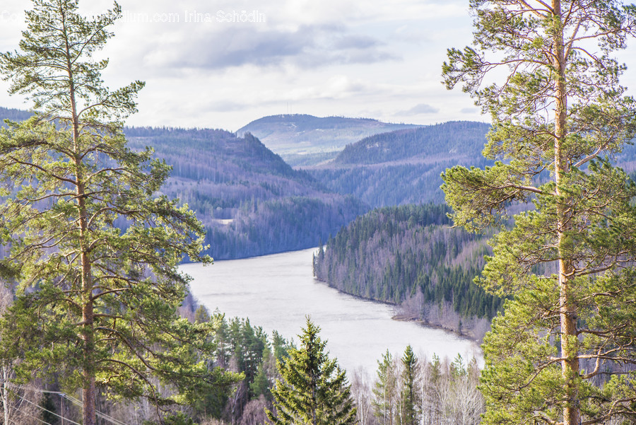 Plant, Tree, Fir, Abies, Conifer