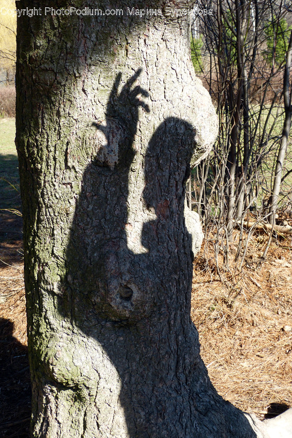 Plant, Tree, Tree Trunk, Wildlife, Mammal