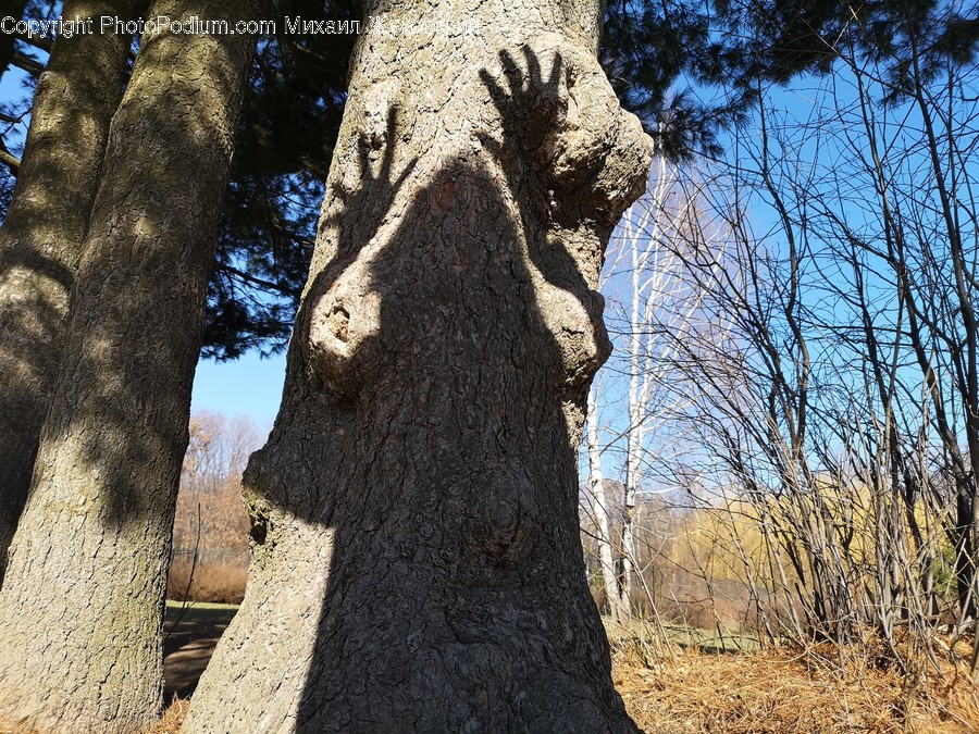 Plant, Tree, Tree Trunk