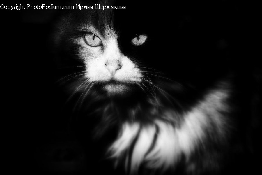 Mammal, Cat, Animal, Pet, Black Cat