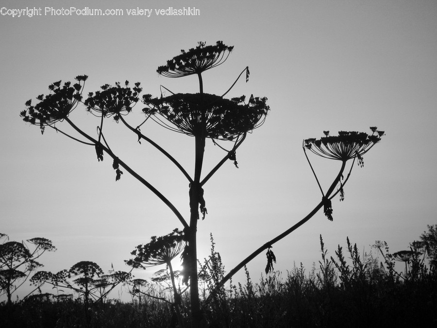 Plant, Silhouette, Tree, Grass, Vegetation