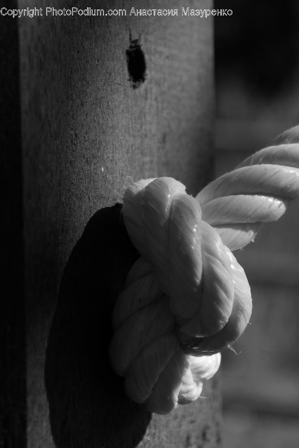 Knot, Bird, Animal