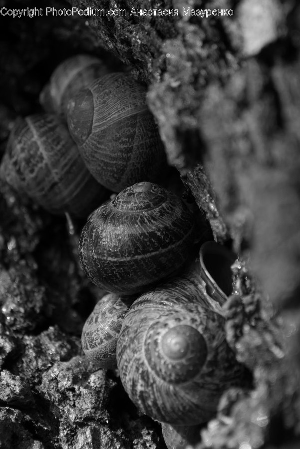 Animal, Invertebrate, Turtle, Sea Life, Reptile