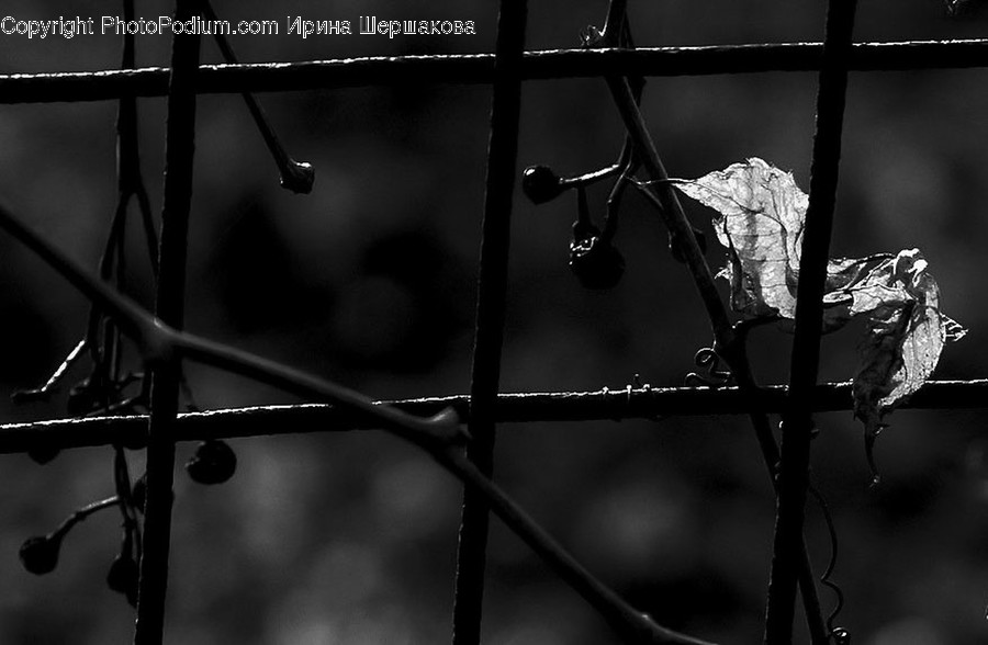 Plant, Leaf, Droplet