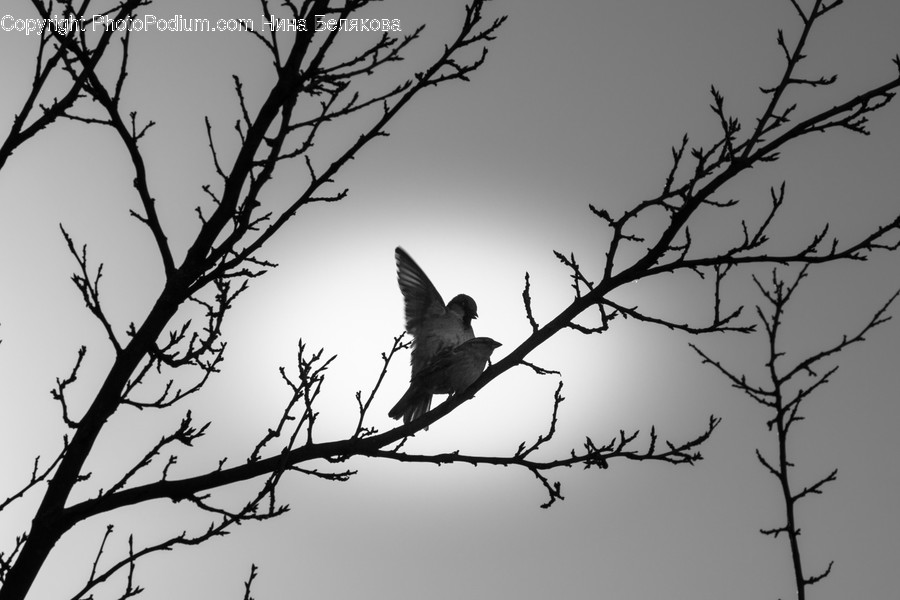 Bird, Animal, Silhouette, Flying, Finch