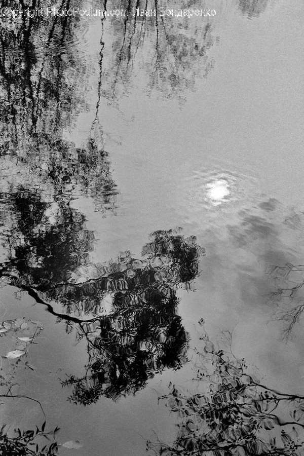 Nature, Water, Outdoors, Land, Plant