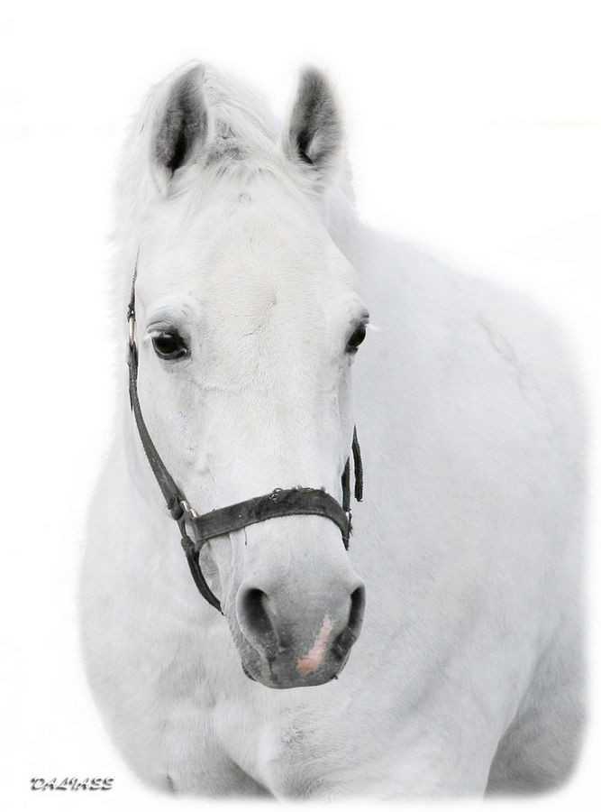 Animal, Horse, Mammal, Ice, Outdoors, Snow, Stallion