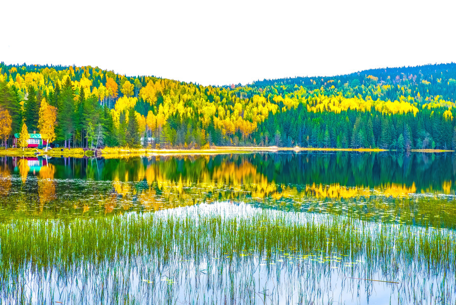 Water, Plant, Tree, Nature, Abies