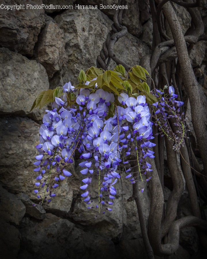 Plant, Blossom, Flower, Geranium, Lupin