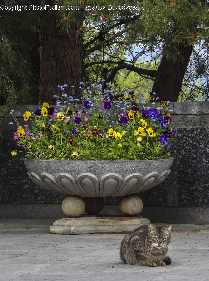 Vase, Potted Plant, Pottery, Jar, Plant