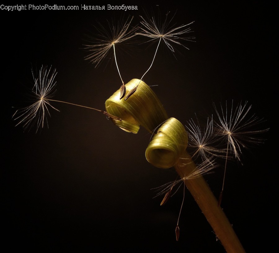 Plant, Flower, Blossom, Dandelion