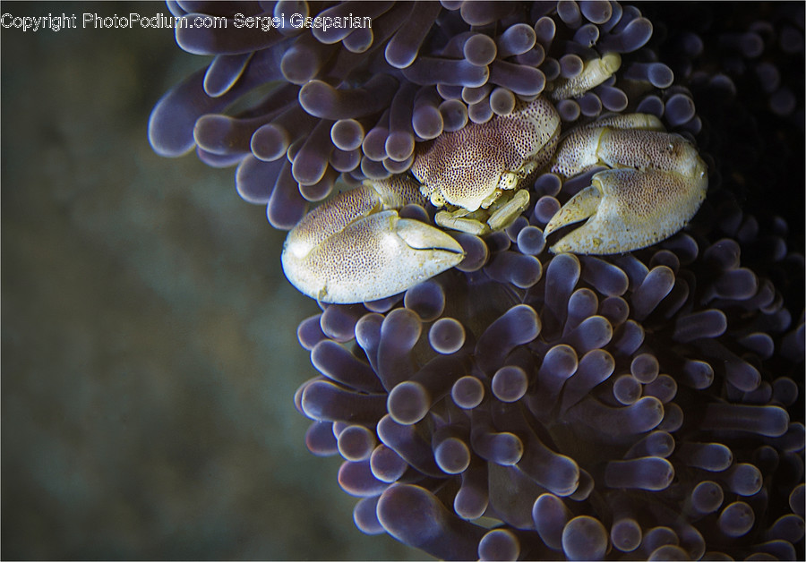 Sea Life, Animal, Food, Seafood, Crab