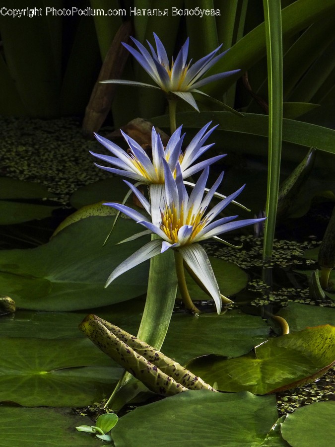 Plant, Lily, Blossom, Flower, Pond Lily