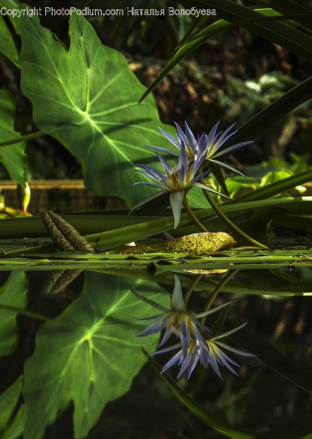 Plant, Leaf, Flower, Blossom, Lily