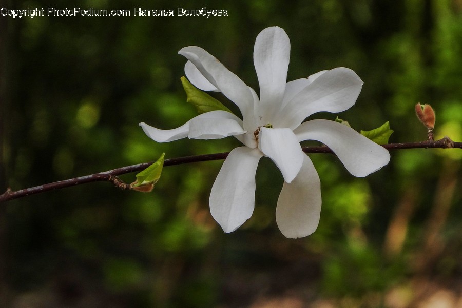 Plant, Geranium, Blossom, Flower, Petal