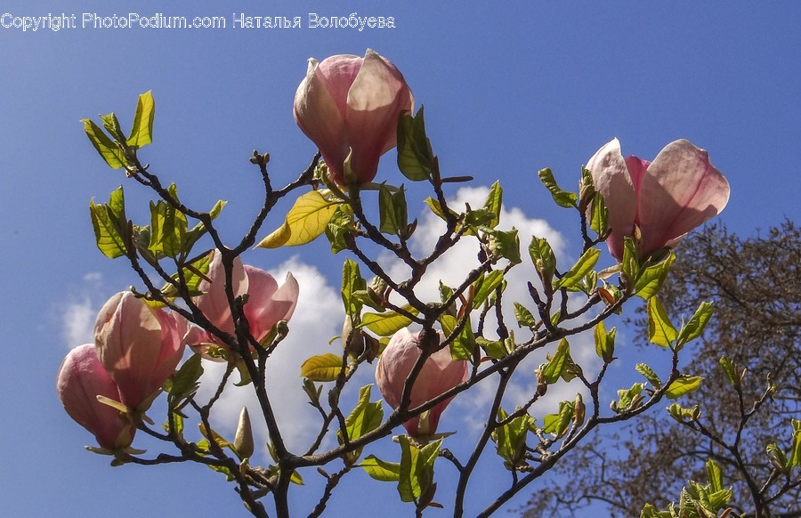 Leaf, Plant, Veins, Blossom, Flower