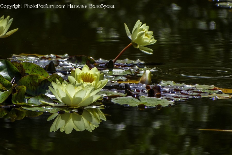 Plant, Blossom, Flower, Lily, Pond Lily