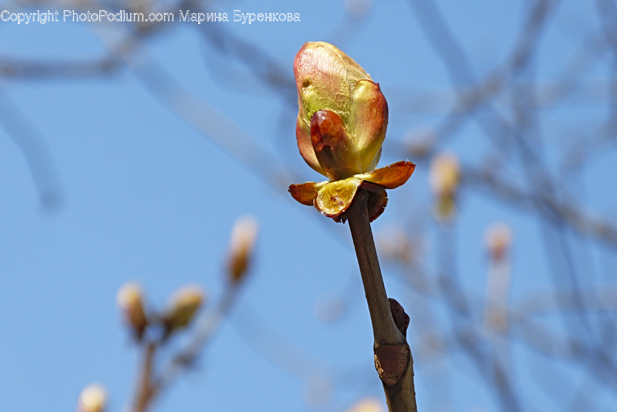 Plant, Bud, Flower, Sprout, Blossom