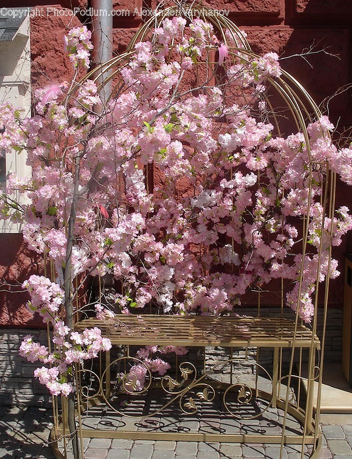 Plant, Blossom, Flower, Cherry Blossom, Outdoors