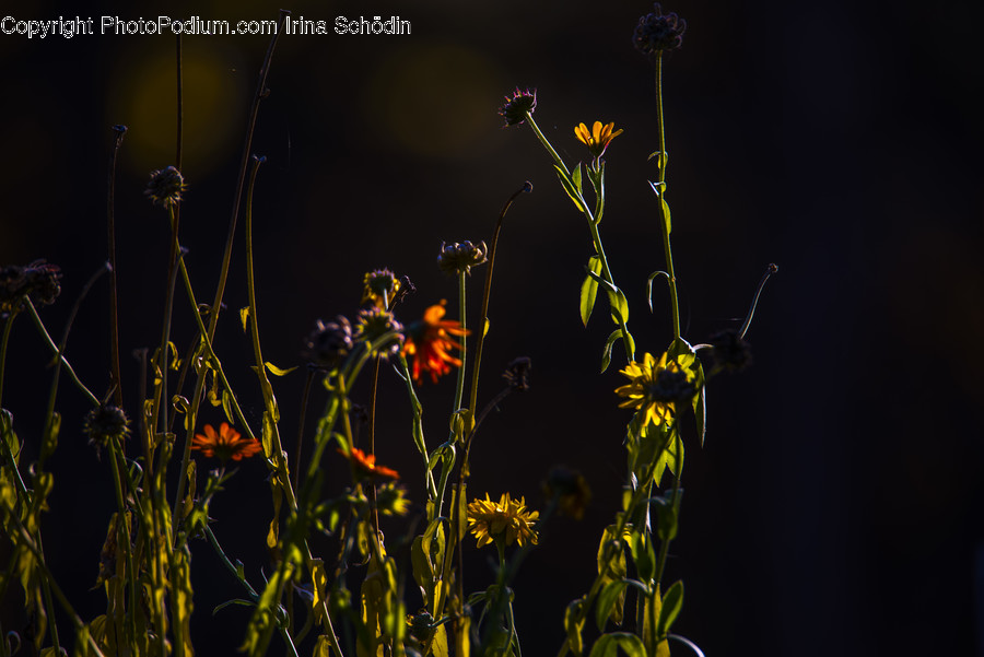 Plant, Blossom, Flower, Nature, Outdoors