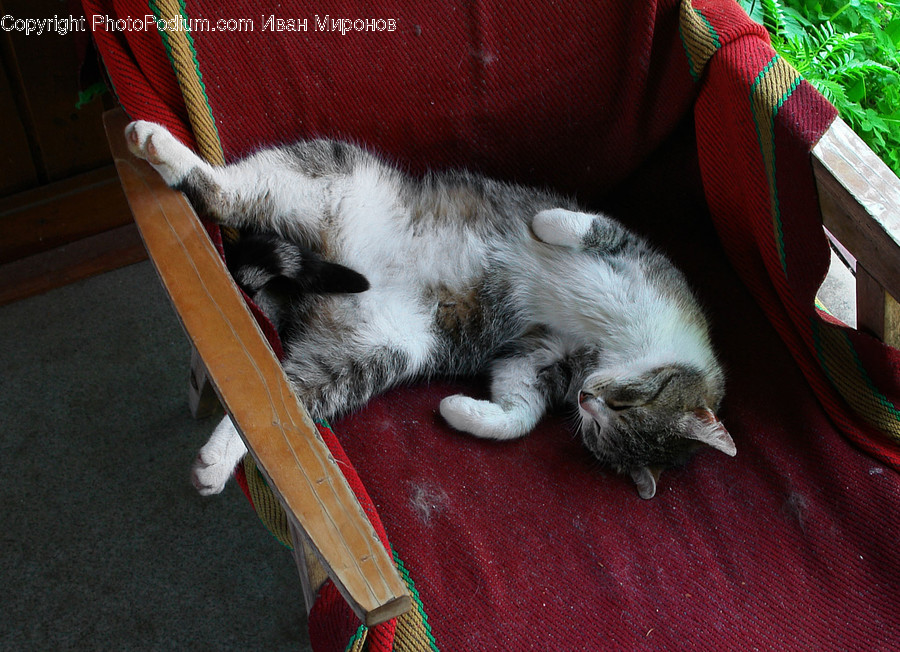 Furniture, Couch, Chair, Pet, Cat